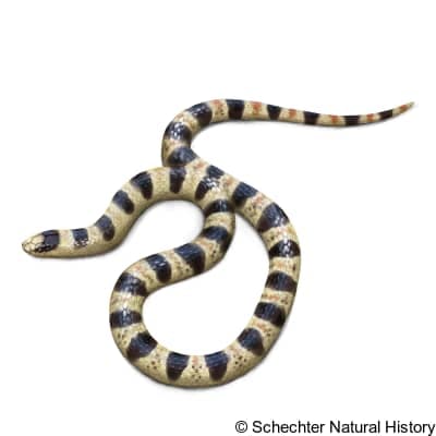 Resplendent Desert Shovel-Nosed Snake