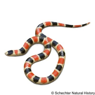 Sonoran shovel-nosed snake