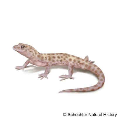 Reticulated Gecko