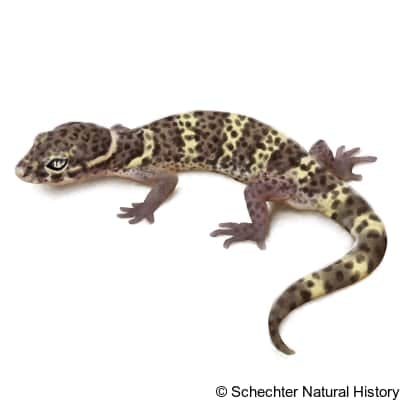 texas banded gecko