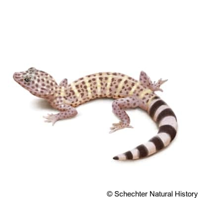 Barefoot Banded Gecko