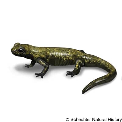 Klamath Black Salamander