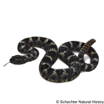 arizona black rattlesnake