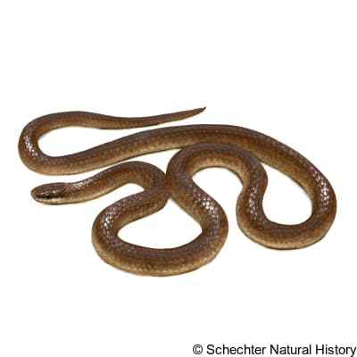 forest sharp-tailed snake