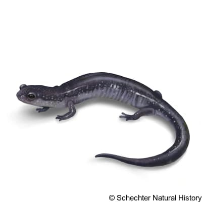 northern ravine salamander