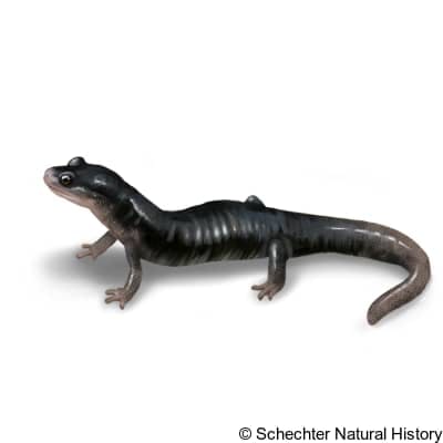 blue ridge gray-cheeked salamander