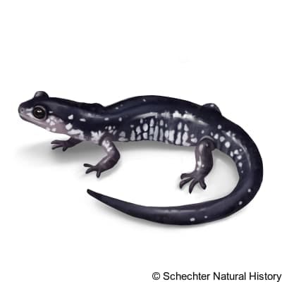 chattahoochee slimy salamander
