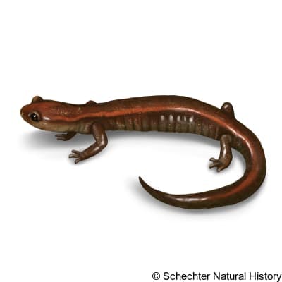 del norte salamander