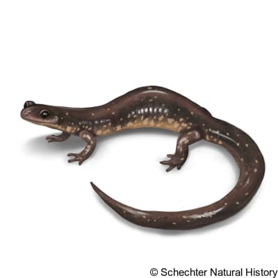 Dixie Caverns Salamander