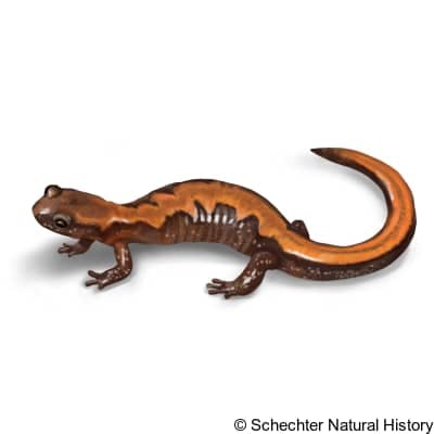 northern zigzag salamander