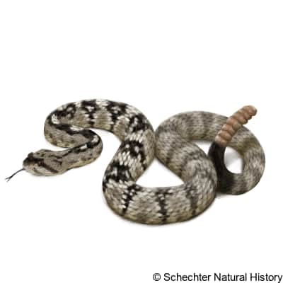Eastern Black-tailed Rattlesnake