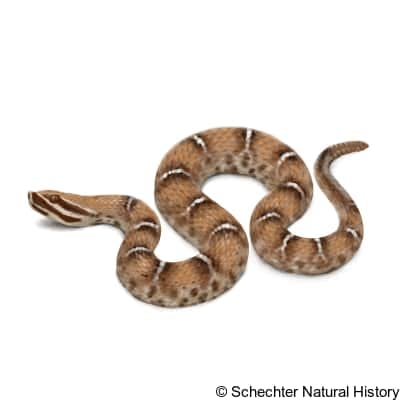 ridge-nosed rattlesnake