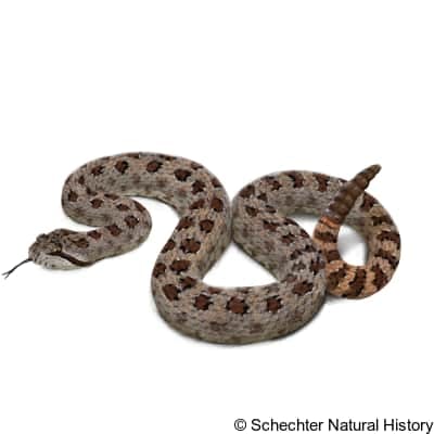 twin-spotted rattlesnake