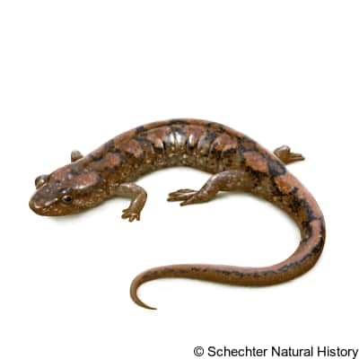 cumberland dusky salamander