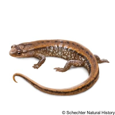 seepage salamander