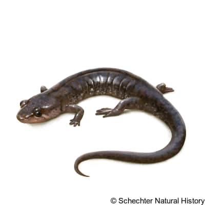 apalachicola dusky salamander