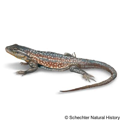 common side-blotched lizard