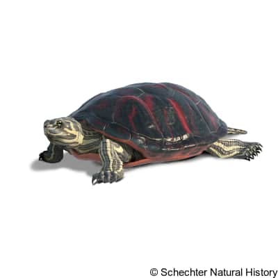 northern red-bellied cooter