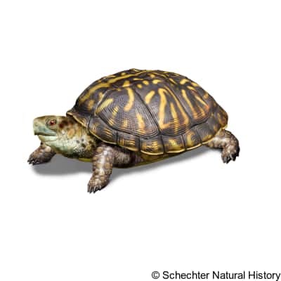 ornate box turtle