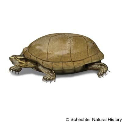 eastern mud turtle