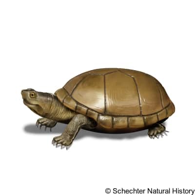 arizona mud turtle