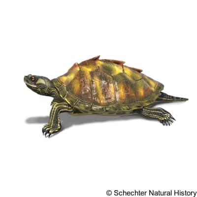 escambia map turtle