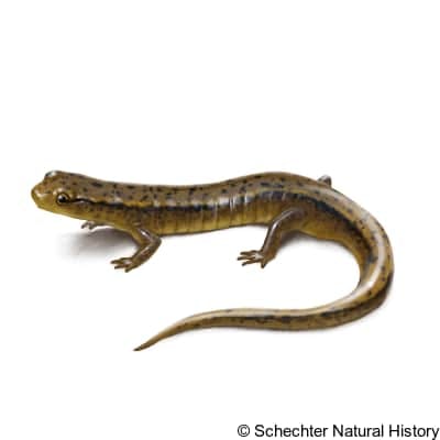 northern two-lined salamander
