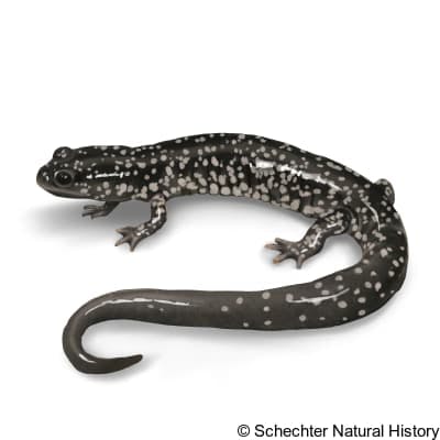 western slimy salamander