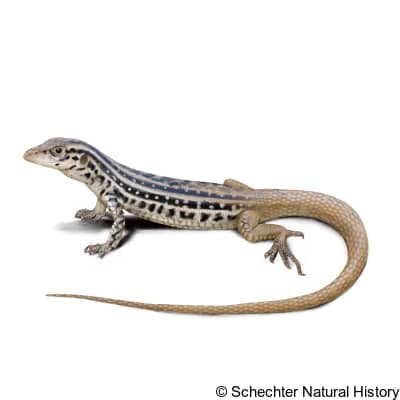 plateau spotted whiptail