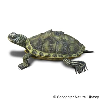pascagoula map turtle