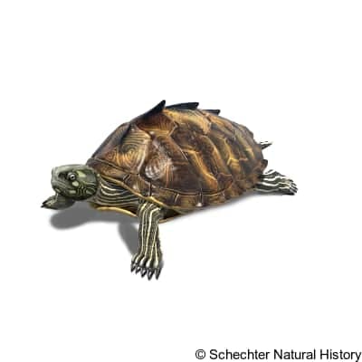 ouachita map turtle