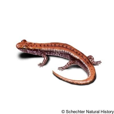 pygmy salamander