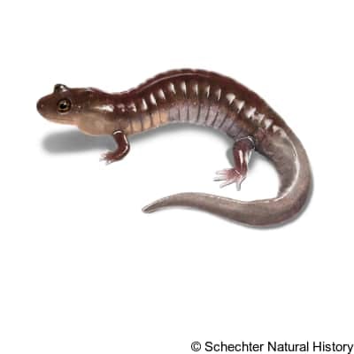 ouachita dusky salamander