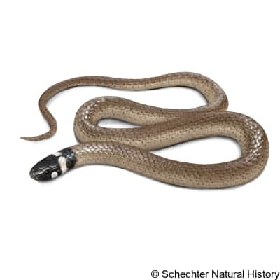 Big Bend Blackhead Snake