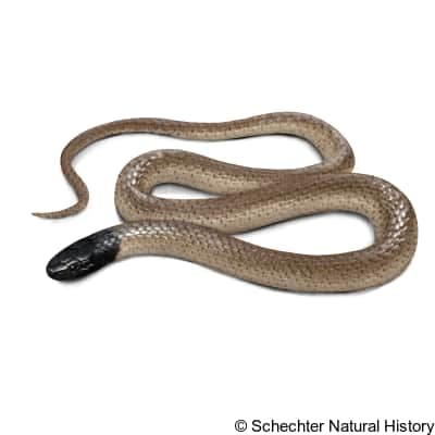 Big Bend Blackhead Snake