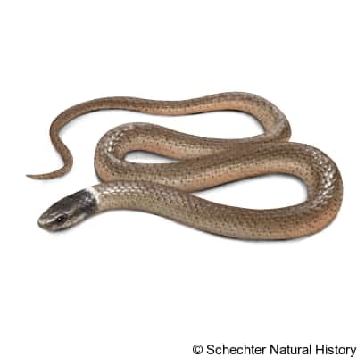 western black-headed snake