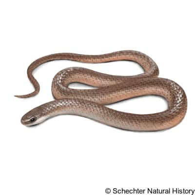 flat-headed snake