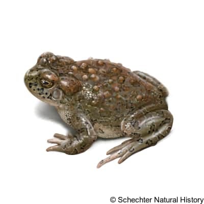 yosemite toad