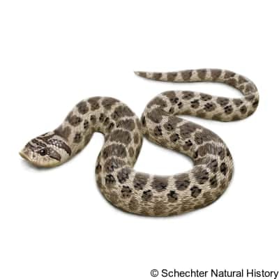 Mexican Hognose Snake