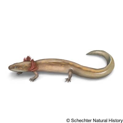 georgetown salamander