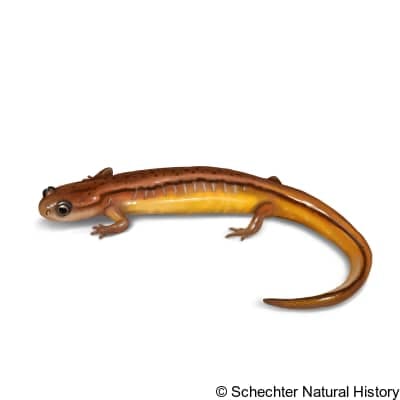chamberlain's dwarf salamander