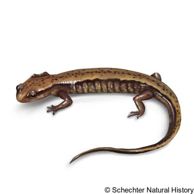 Brownback Salamander