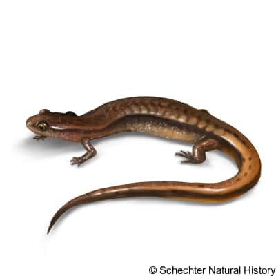 hillis's dwarf salamander