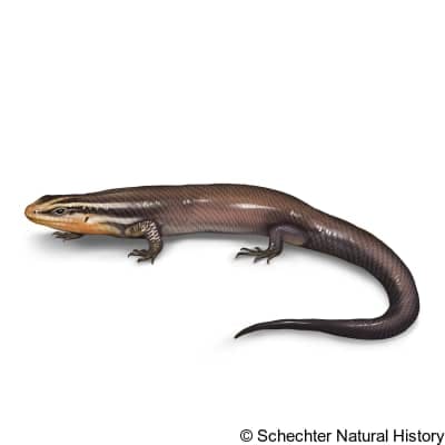 four-lined skink