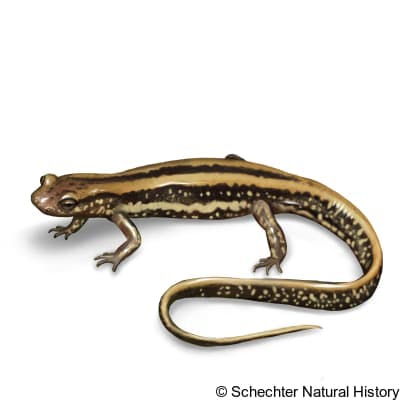 three-lined salamander