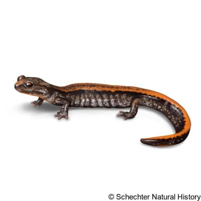 larch mountain salamander