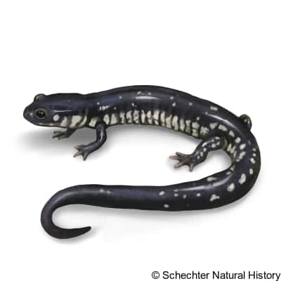 louisiana slimy salamander