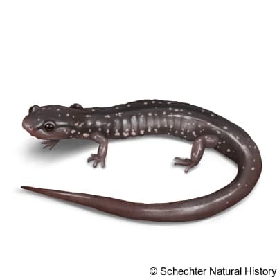 southern appalachian salamander
