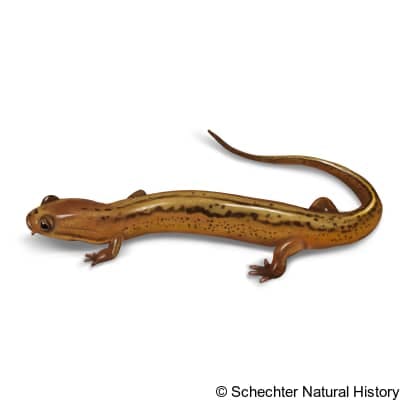 patch-nosed salamander