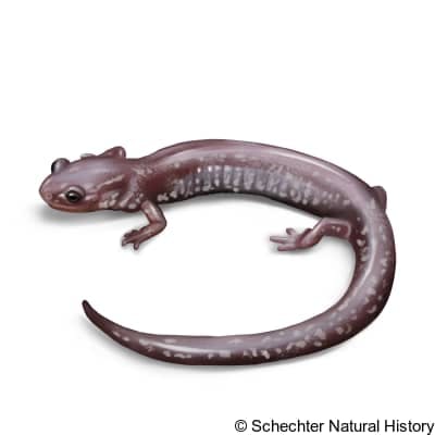 shenandoah mountain salamander